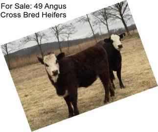 For Sale: 49 Angus Cross Bred Heifers