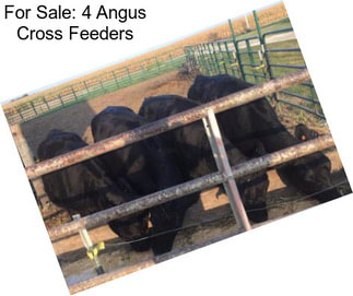 For Sale: 4 Angus Cross Feeders