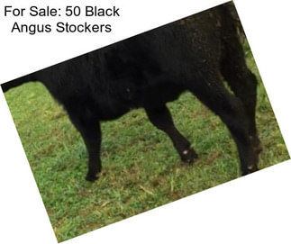 For Sale: 50 Black Angus Stockers