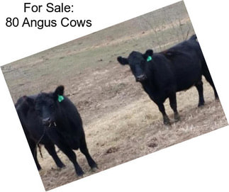 For Sale: 80 Angus Cows