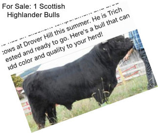 For Sale: 1 Scottish Highlander Bulls