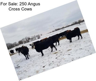 For Sale: 250 Angus Cross Cows