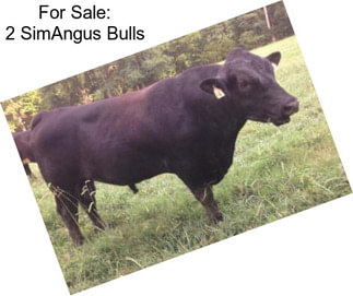 For Sale: 2 SimAngus Bulls