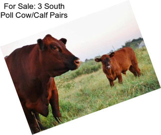 For Sale: 3 South Poll Cow/Calf Pairs
