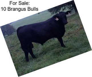 For Sale: 10 Brangus Bulls