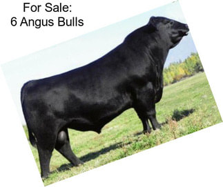 For Sale: 6 Angus Bulls