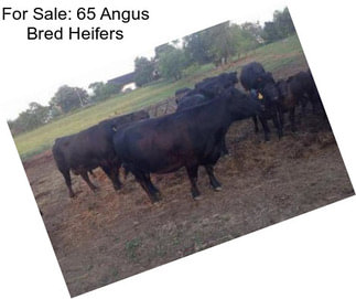 For Sale: 65 Angus Bred Heifers