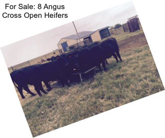 For Sale: 8 Angus Cross Open Heifers