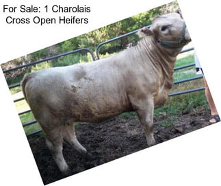 For Sale: 1 Charolais Cross Open Heifers