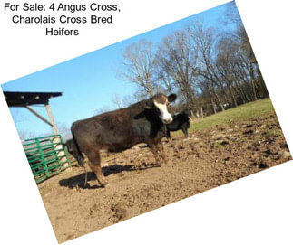 For Sale: 4 Angus Cross, Charolais Cross Bred Heifers