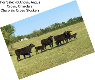 For Sale: 40 Angus, Angus Cross, Charolais, Charolais Cross Stockers