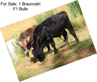 For Sale: 1 Braunvieh F1 Bulls