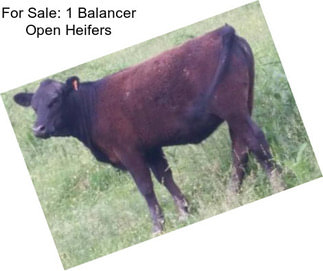 For Sale: 1 Balancer Open Heifers