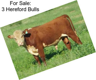 For Sale: 3 Hereford Bulls