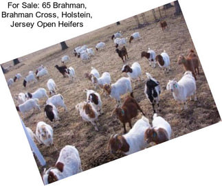 For Sale: 65 Brahman, Brahman Cross, Holstein, Jersey Open Heifers