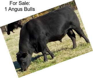 For Sale: 1 Angus Bulls