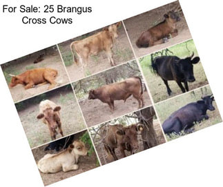 For Sale: 25 Brangus Cross Cows