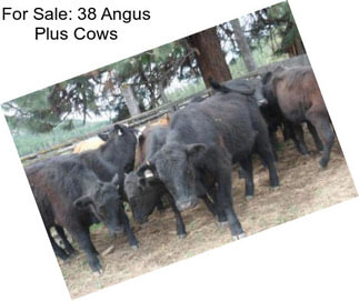 For Sale: 38 Angus Plus Cows