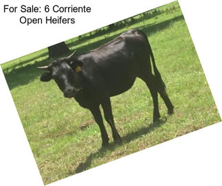 For Sale: 6 Corriente Open Heifers