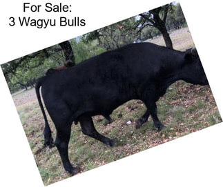 For Sale: 3 Wagyu Bulls