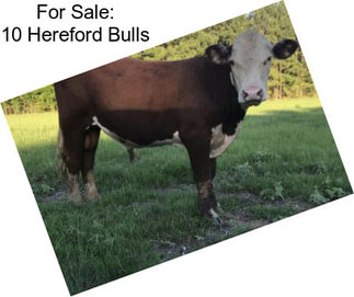 For Sale: 10 Hereford Bulls