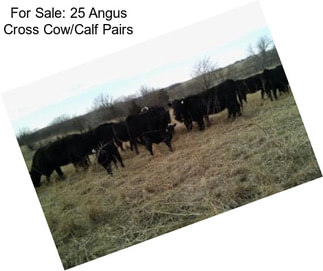 For Sale: 25 Angus Cross Cow/Calf Pairs