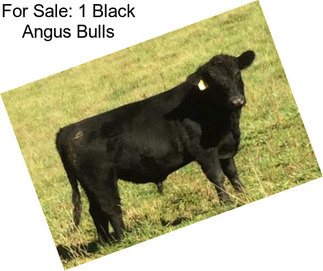 For Sale: 1 Black Angus Bulls