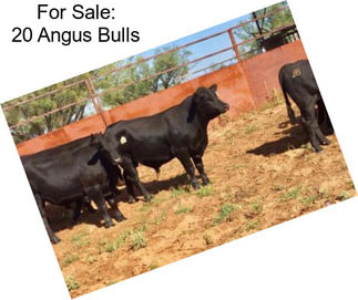 For Sale: 20 Angus Bulls