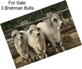 For Sale: 3 Brahman Bulls