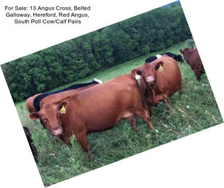 For Sale: 13 Angus Cross, Belted Galloway, Hereford, Red Angus, South Poll Cow/Calf Pairs