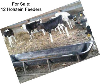 For Sale: 12 Holstein Feeders
