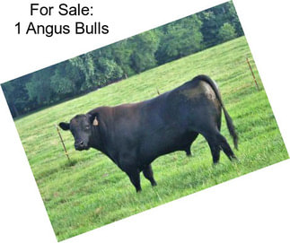 For Sale: 1 Angus Bulls