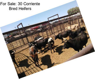 For Sale: 30 Corriente Bred Heifers