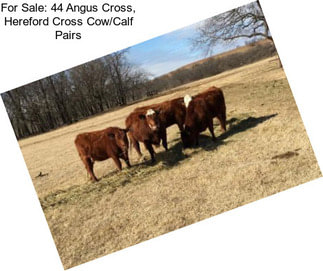 For Sale: 44 Angus Cross, Hereford Cross Cow/Calf Pairs