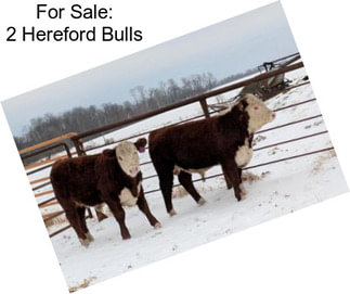 For Sale: 2 Hereford Bulls