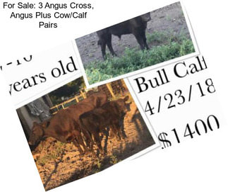 For Sale: 3 Angus Cross, Angus Plus Cow/Calf Pairs