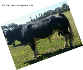 For Sale: 1 Blonde d\' Aquitaine Bulls