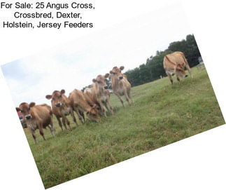 For Sale: 25 Angus Cross, Crossbred, Dexter, Holstein, Jersey Feeders