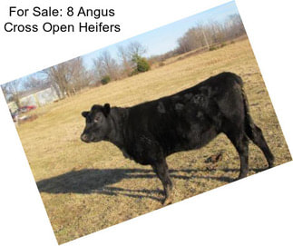 For Sale: 8 Angus Cross Open Heifers