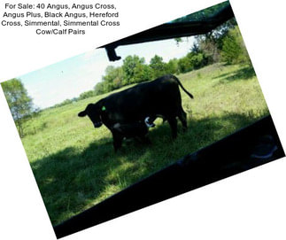 For Sale: 40 Angus, Angus Cross, Angus Plus, Black Angus, Hereford Cross, Simmental, Simmental Cross Cow/Calf Pairs