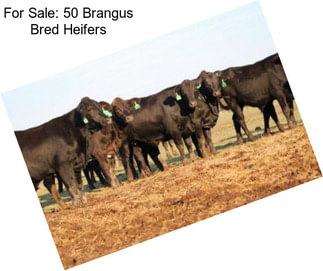 For Sale: 50 Brangus Bred Heifers