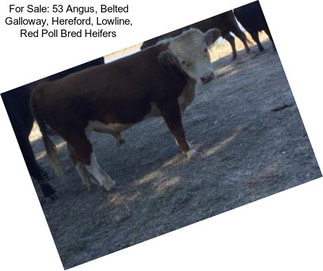 For Sale: 53 Angus, Belted Galloway, Hereford, Lowline, Red Poll Bred Heifers