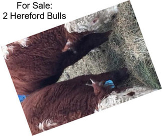 For Sale: 2 Hereford Bulls