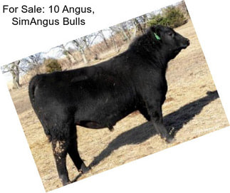 For Sale: 10 Angus, SimAngus Bulls