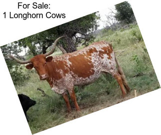 For Sale: 1 Longhorn Cows