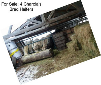 For Sale: 4 Charolais Bred Heifers