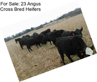 For Sale: 23 Angus Cross Bred Heifers