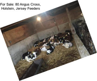 For Sale: 80 Angus Cross, Holstein, Jersey Feeders