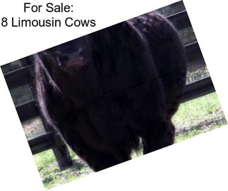 For Sale: 8 Limousin Cows