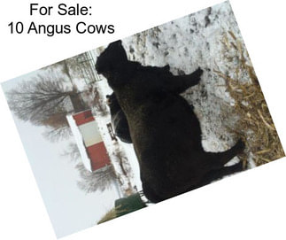 For Sale: 10 Angus Cows